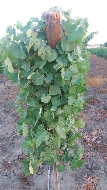 Terras - Agroturismo & Vinhos Бежа Екстер'єр фото