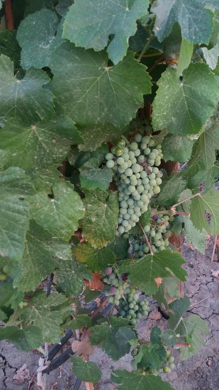 Terras - Agroturismo & Vinhos Бежа Екстер'єр фото