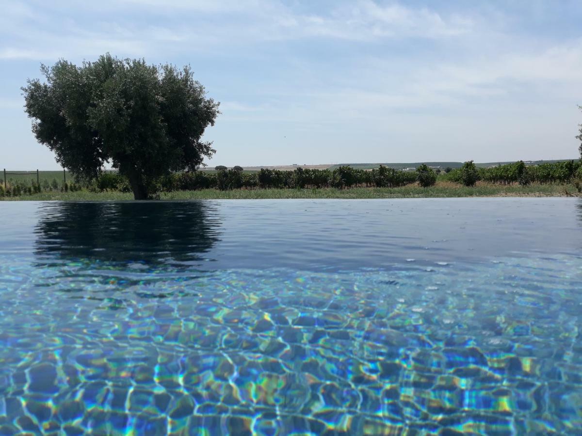 Terras - Agroturismo & Vinhos Бежа Екстер'єр фото